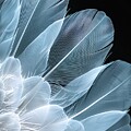 Luminous Feathers