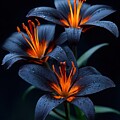 Vibrant Orange Lilies